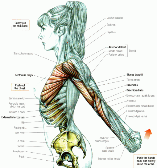 deltoid-anterior